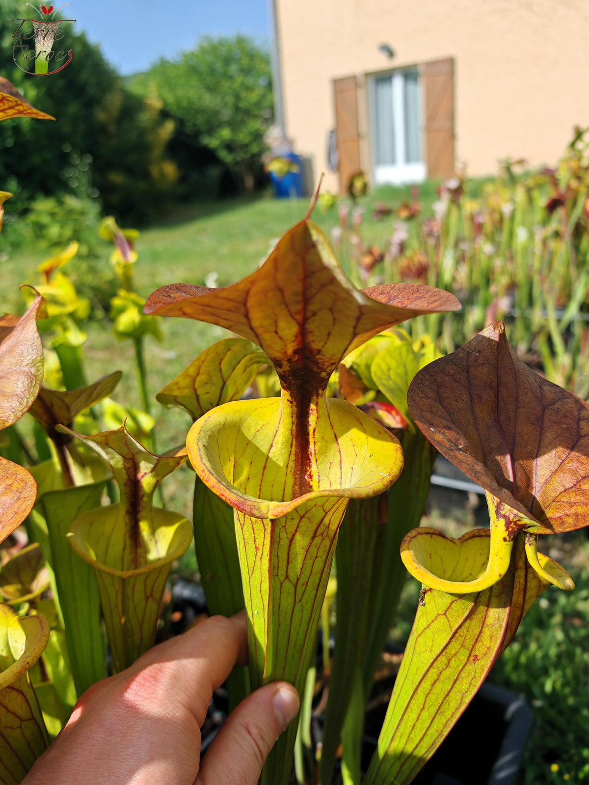 SFC04 Sarracenia flava var. cuprea -- Sehr groß, geädert mit einer roten Linie im Hals, dunkel kupferfarbener Deckel im Frühling (CT2, CK)
