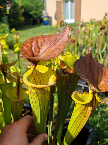 SFC04 Sarracenia flava var. cuprea -- Sehr groß, geädert mit einer roten Linie im Hals, dunkel kupferfarbener Deckel im Frühling (CT2, CK)