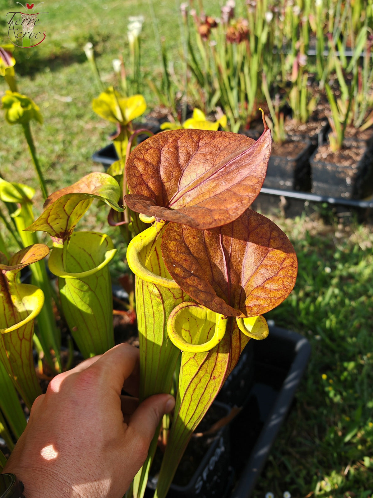 SFC04 Sarracenia flava var. cuprea -- Sehr groß, geädert mit einer roten Linie im Hals, dunkel kupferfarbener Deckel im Frühling (CT2, CK)