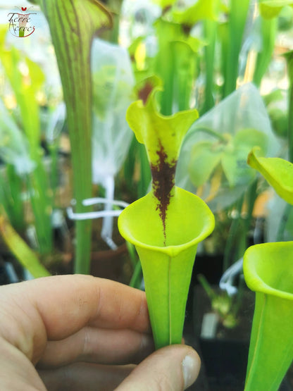 SFF01 Sarracenia flava -- small form, black spot