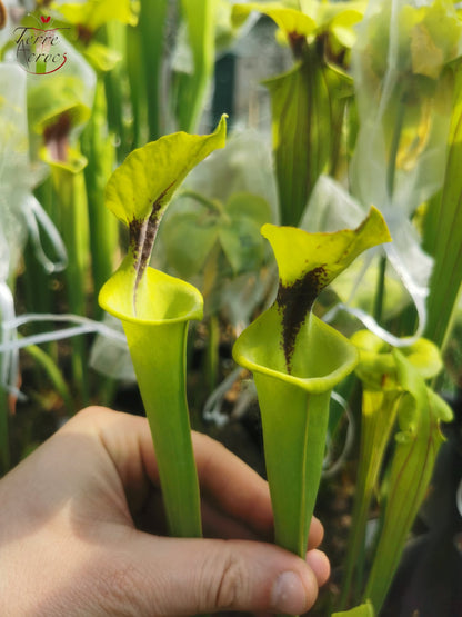 SFF01 Sarracenia flava -- small form, black spot