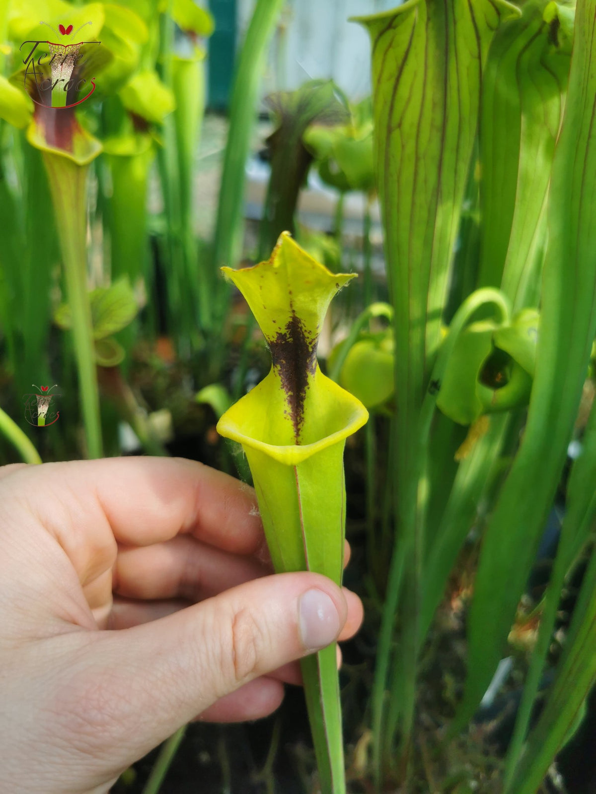SFF01 Sarracenia flava -- small form, black spot