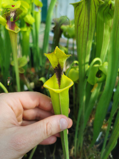 SFF01 Sarracenia flava -- small form, black spot