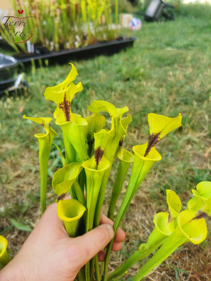 SFF01 Sarracenia flava -- small form, black spot