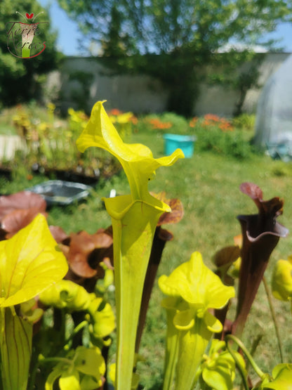 SFM01 Sarracenia flava var. maxima -- Very tall (F266, MK)