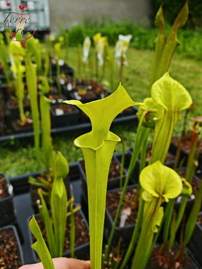 SFM01 Sarracenia flava var. maxima -- Very tall (F266, MK)