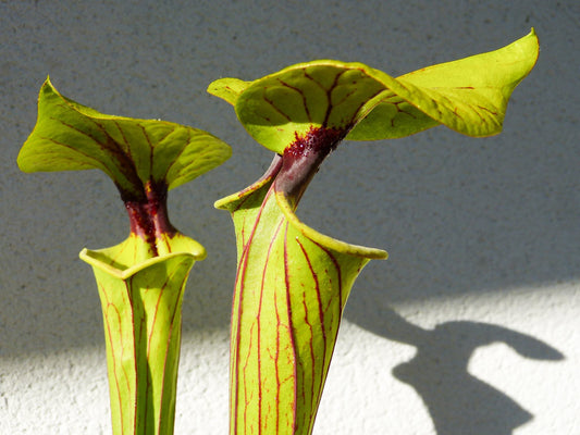 SFO01 Sarracenia flava var. ornata – Golfküste. Starke Adern, Apalachicola,W, (AH) (F36, MK)