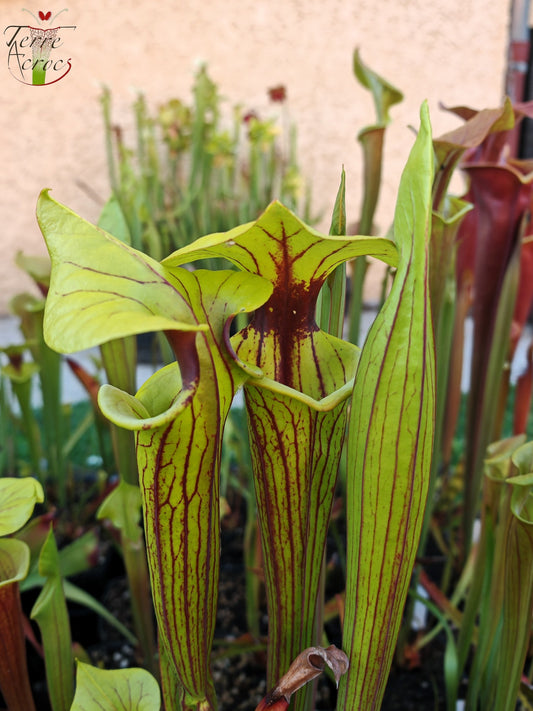 SFO01 Sarracenia flava var. ornata – Golfküste. Starke Adern, Apalachicola,W, (AH) (F36, MK)