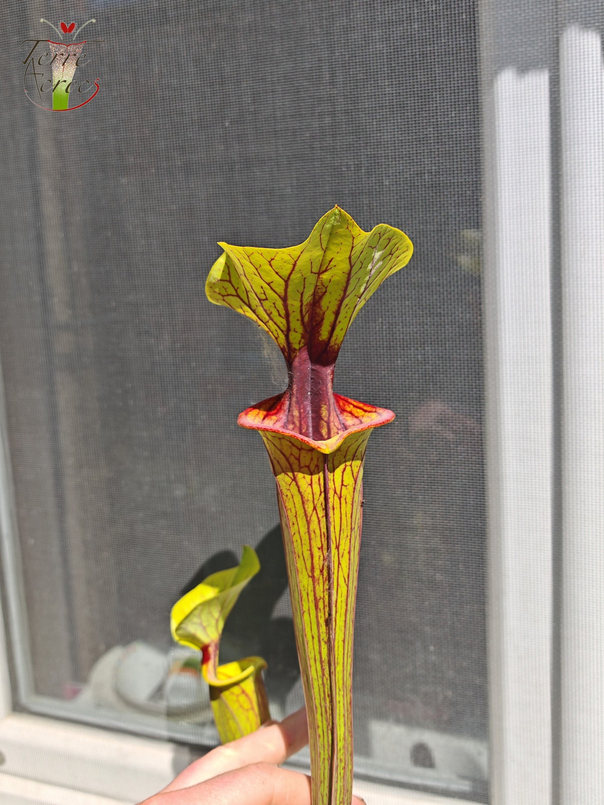 SFO02 Sarracenia flava var. ornata – „Solid Red Throat“ (F88, MK)