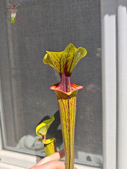 SFO02 Sarracenia flava var. ornata – „Solid Red Throat“ (F88, MK)