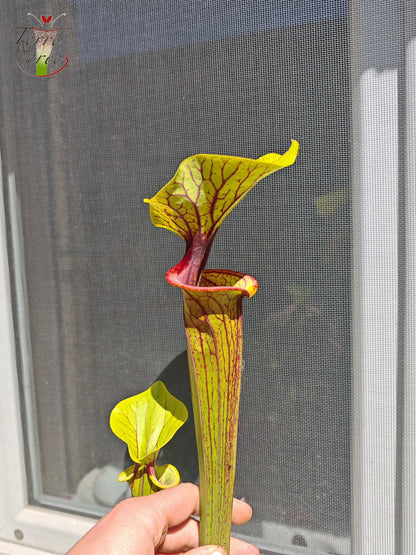 SFO02 Sarracenia flava var. ornata – „Solid Red Throat“ (F88, MK)