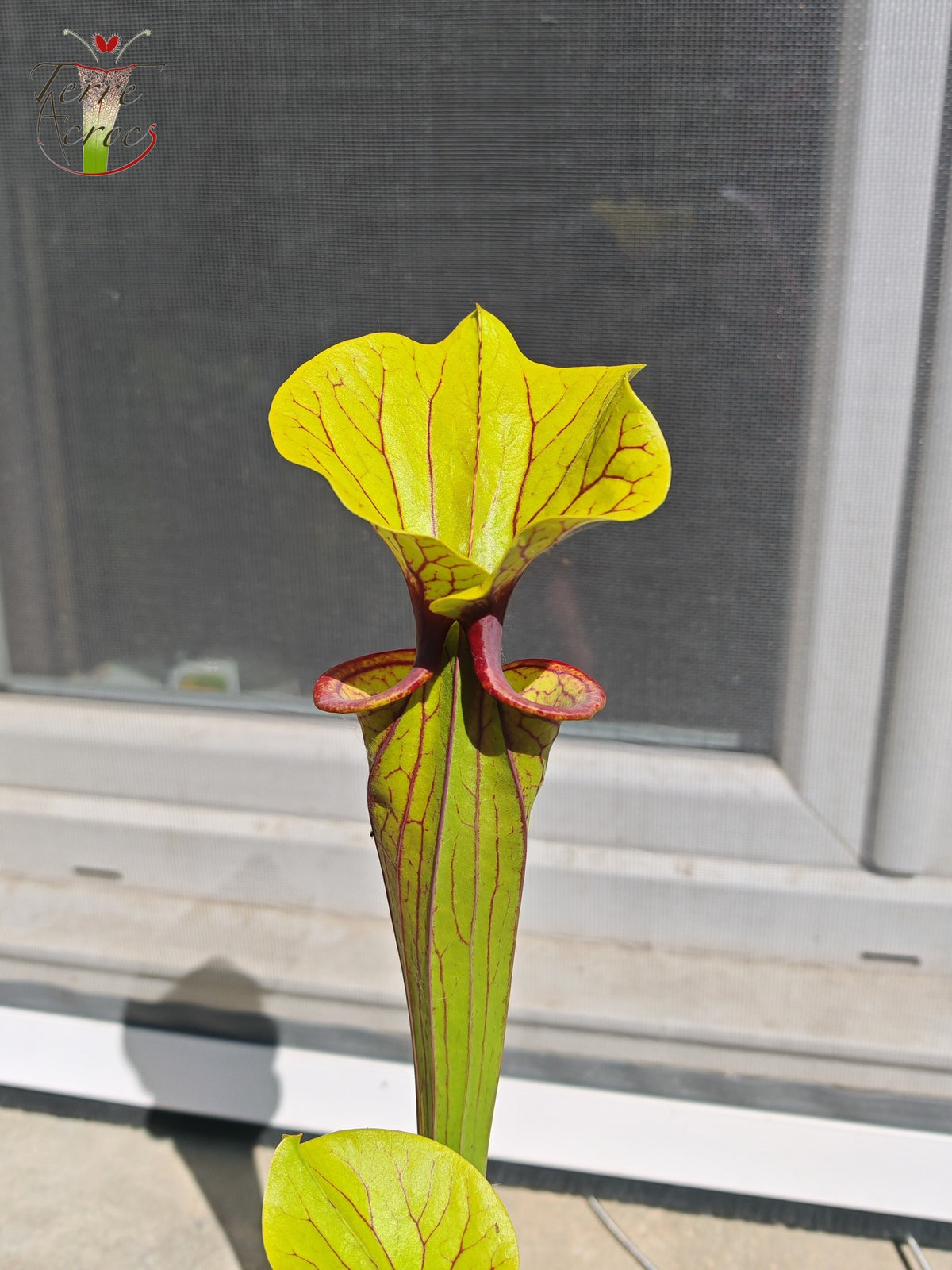 SFO02 Sarracenia flava var. ornata – „Solid Red Throat“ (F88, MK)