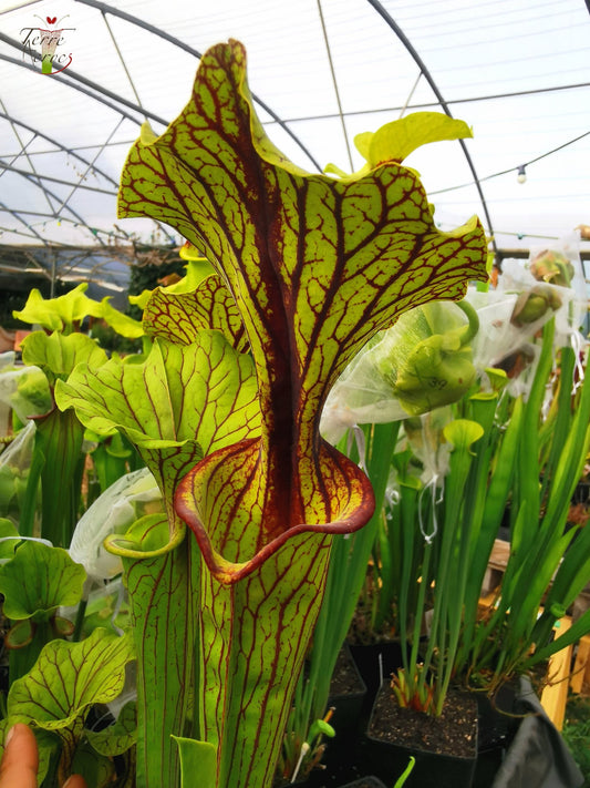 SFO03 Sarracenia flava var. ornata – „Mega ornata“