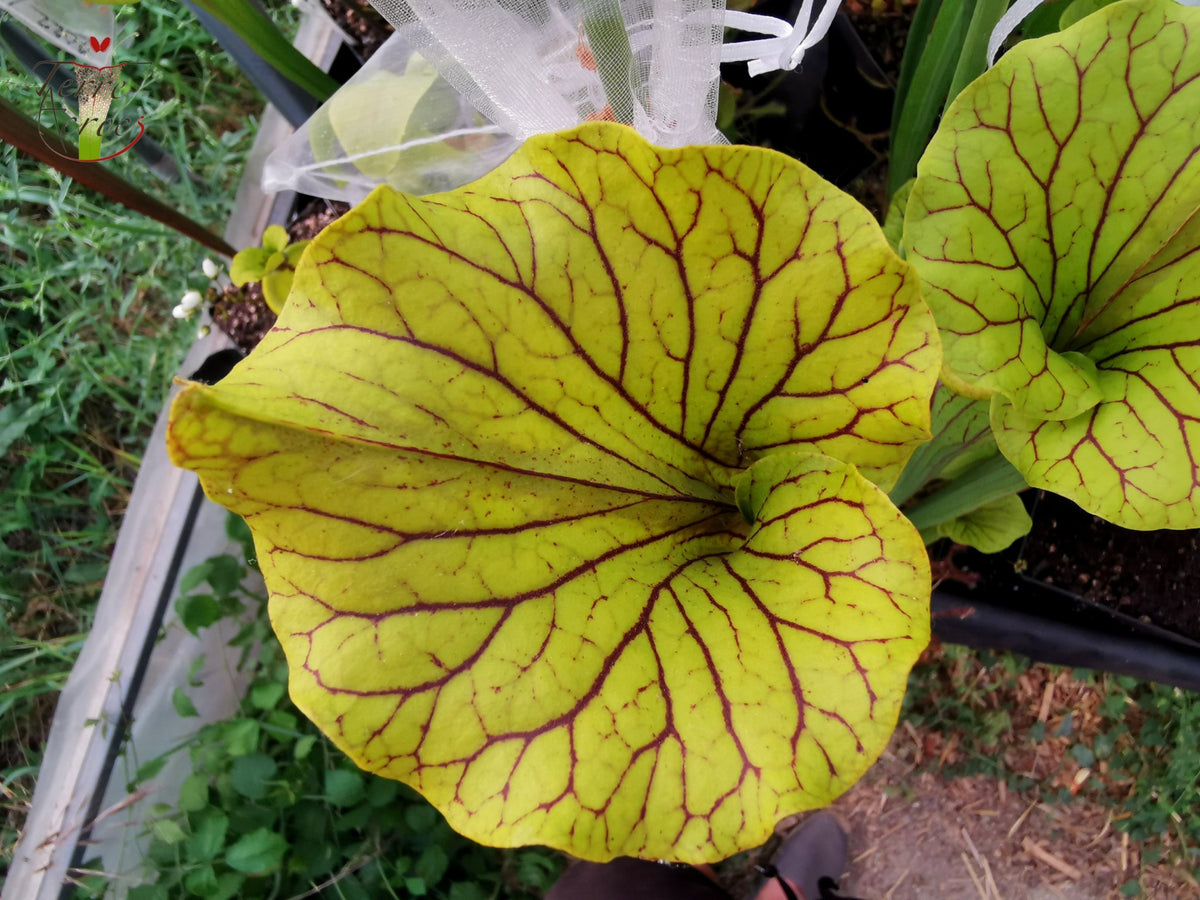 SFO03 Sarracenia flava var. ornata -- "Mega ornata"