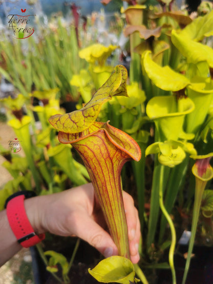 SFO04 Sarracenia flava var. ornata – Dipping lid, Cooks Carnivorous Plants (MK, F87)