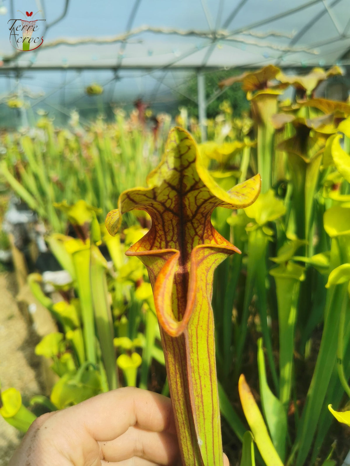 SFO04 Sarracenia flava var. ornata – Dipping lid, Cooks Carnivorous Plants (MK, F87)