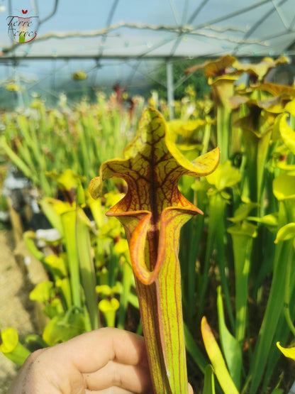SFO04 Sarracenia flava var. ornata – Dipping lid, Cooks Carnivorous Plants (MK, F87)