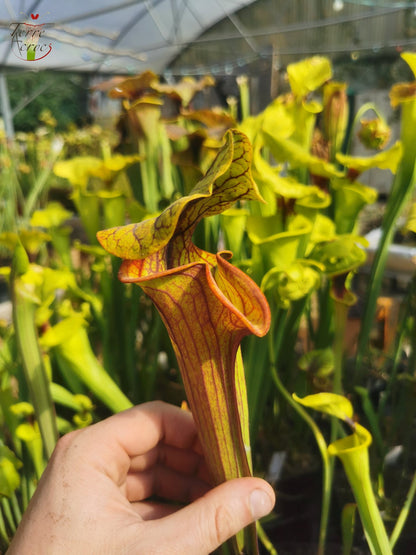 SFO04 Sarracenia flava var. ornata – Dipping lid, Cooks Carnivorous Plants (MK, F87)