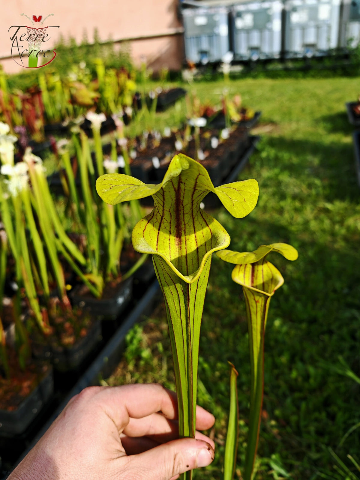 SFO04 Sarracenia flava var. ornata – Dipping lid, Cooks Carnivorous Plants (MK, F87)