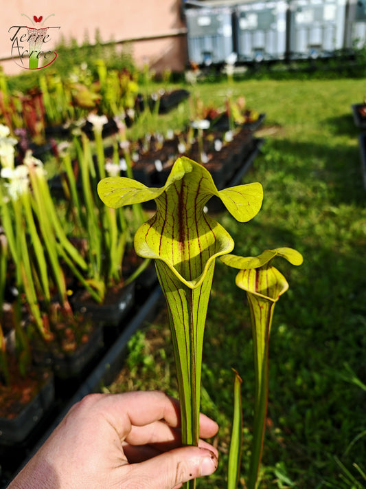 SFO04 Sarracenia flava var. ornata – Dipping lid, Cooks Carnivorous Plants (MK, F87)