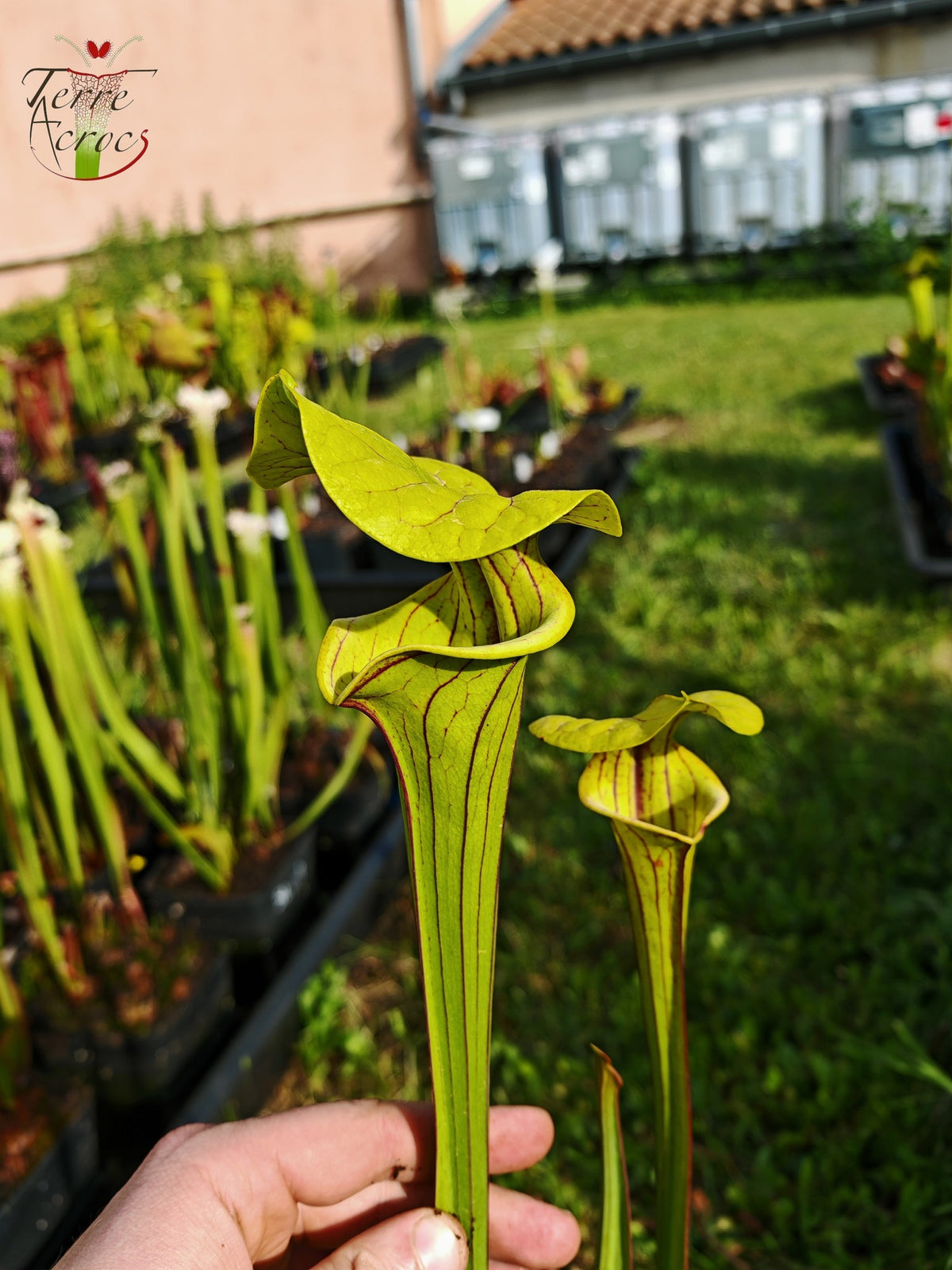 SFO04 Sarracenia flava var. ornata – Dipping lid, Cooks Carnivorous Plants (MK, F87)