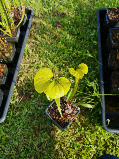 SFO04 Sarracenia flava var. ornata – Dipping lid, Cooks Carnivorous Plants (MK, F87)