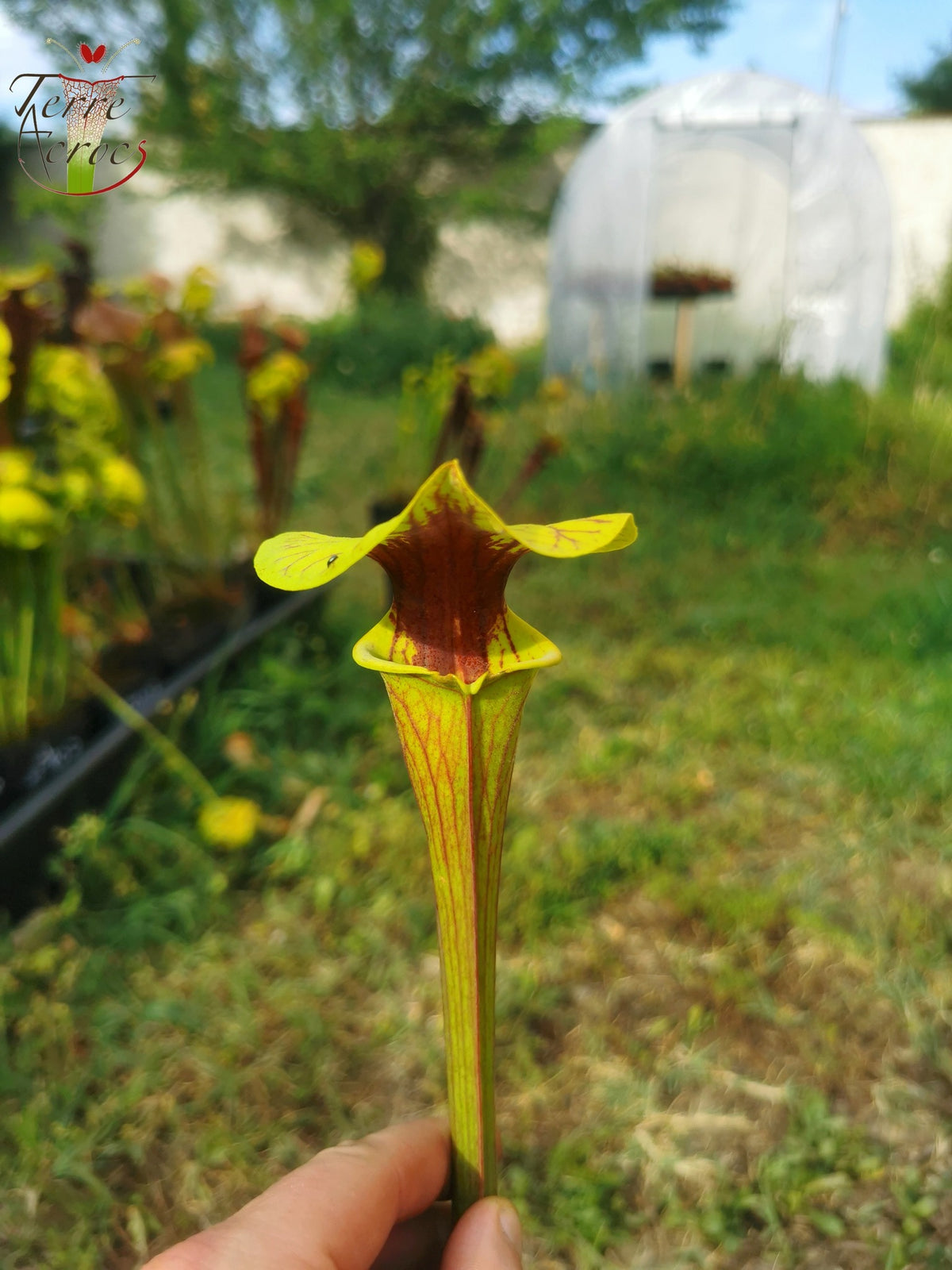 SFO05 Sarracenia flava var. ornata – wewahitchka