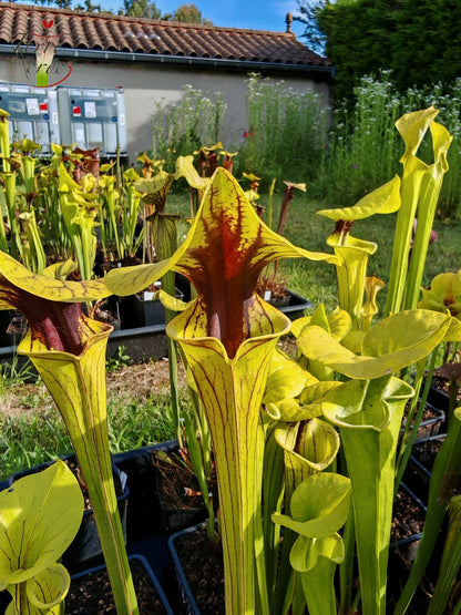 SFO05 Sarracenia flava var. ornata – wewahitchka