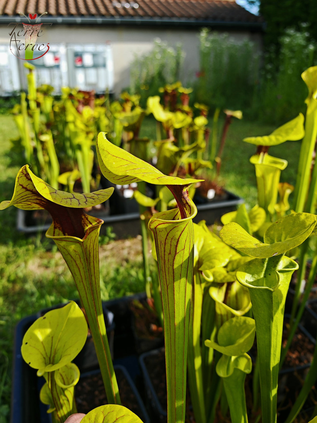 SFO05 Sarracenia flava var. ornata – wewahitchka