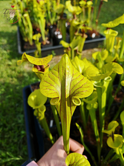 SFO05 Sarracenia flava var. ornata – wewahitchka
