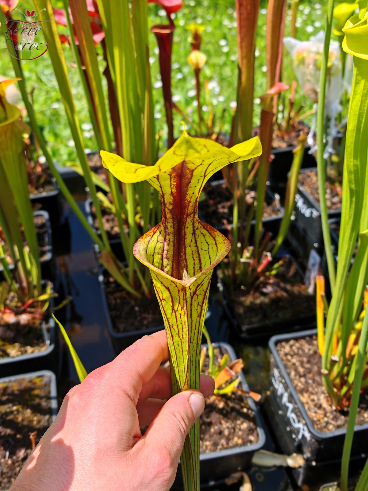 SFO06 Sarracenia flava var. ornata -- Apalachicola National Forest, FL Clone 3 (W) (F220, MK)