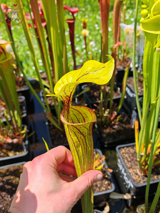 SFO06 Sarracenia flava var. ornata -- Apalachicola National Forest, FL Clone 3 (W) (F220, MK)