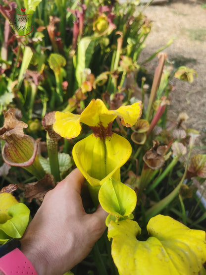SFR01 Sarracenia flava var. rugelii -- Telogia, FL.(WS). Very large form (F140A, MK)