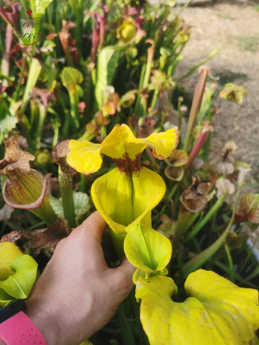 SFR01 Sarracenia flava var. rugelii – Telogia, FL.(WS). Sehr große Form (F140A, MK)