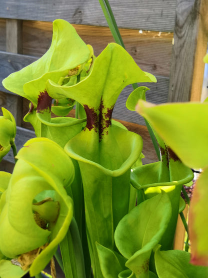 SFR01 Sarracenia flava var. rugelii -- Telogia, FL.(WS). Very large form (F140A, MK)