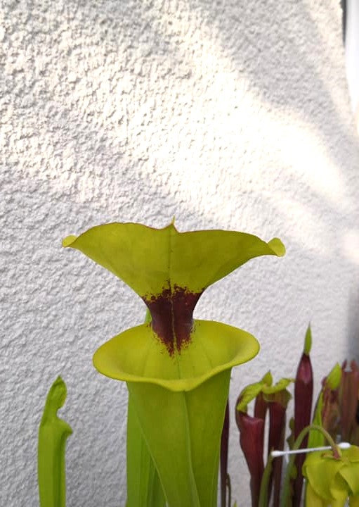 SFR02 Sarracenia flava var. rugelii – Giant Robust Clone (F18, MK)