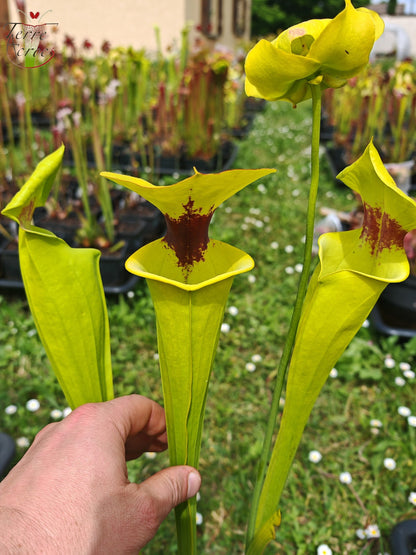 SFR02 Sarracenia flava var. rugelii – Giant Robust Clone (F18, MK)