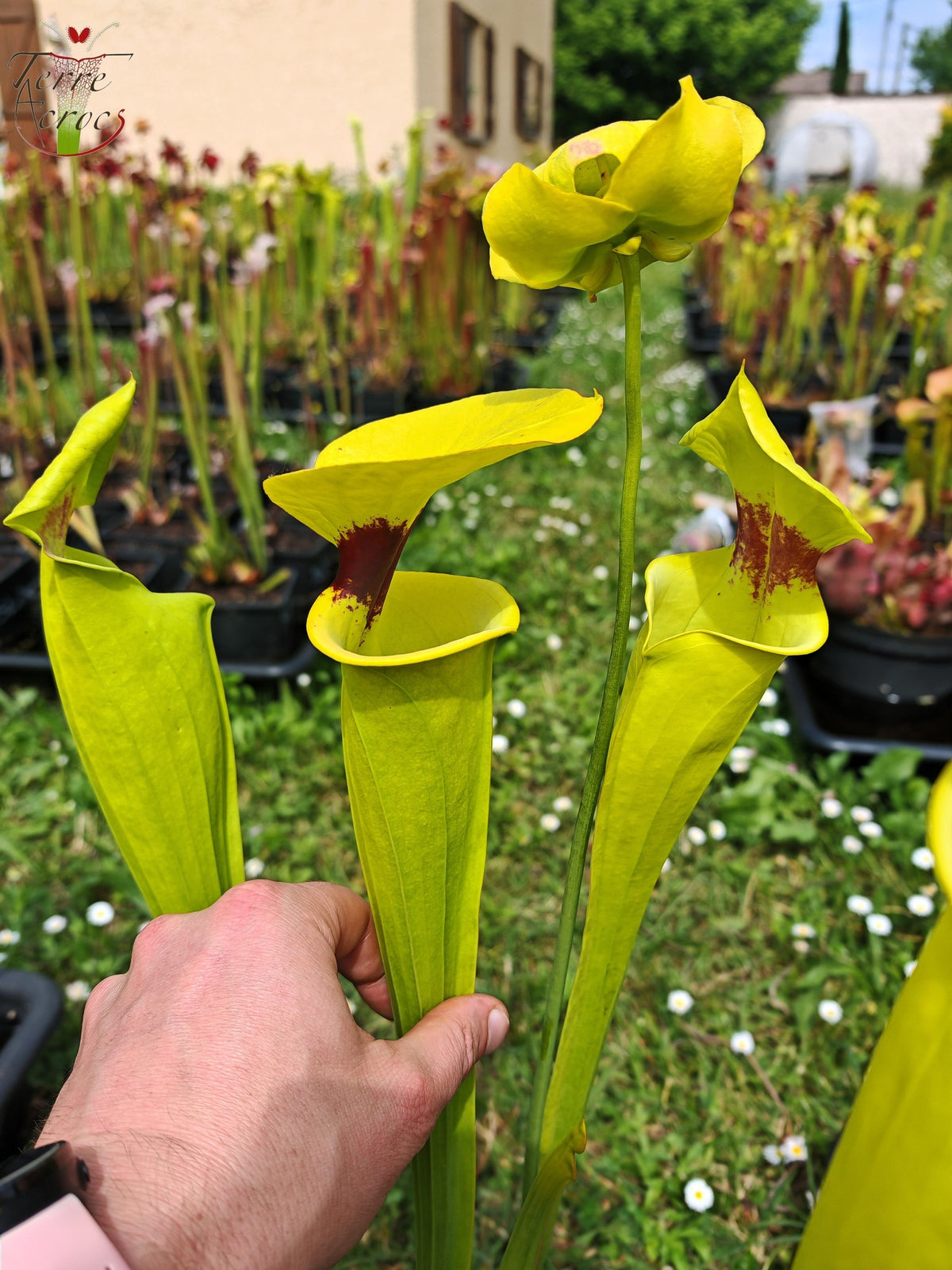 SFR02 Sarracenia flava var. rugelii – Giant Robust Clone (F18, MK)