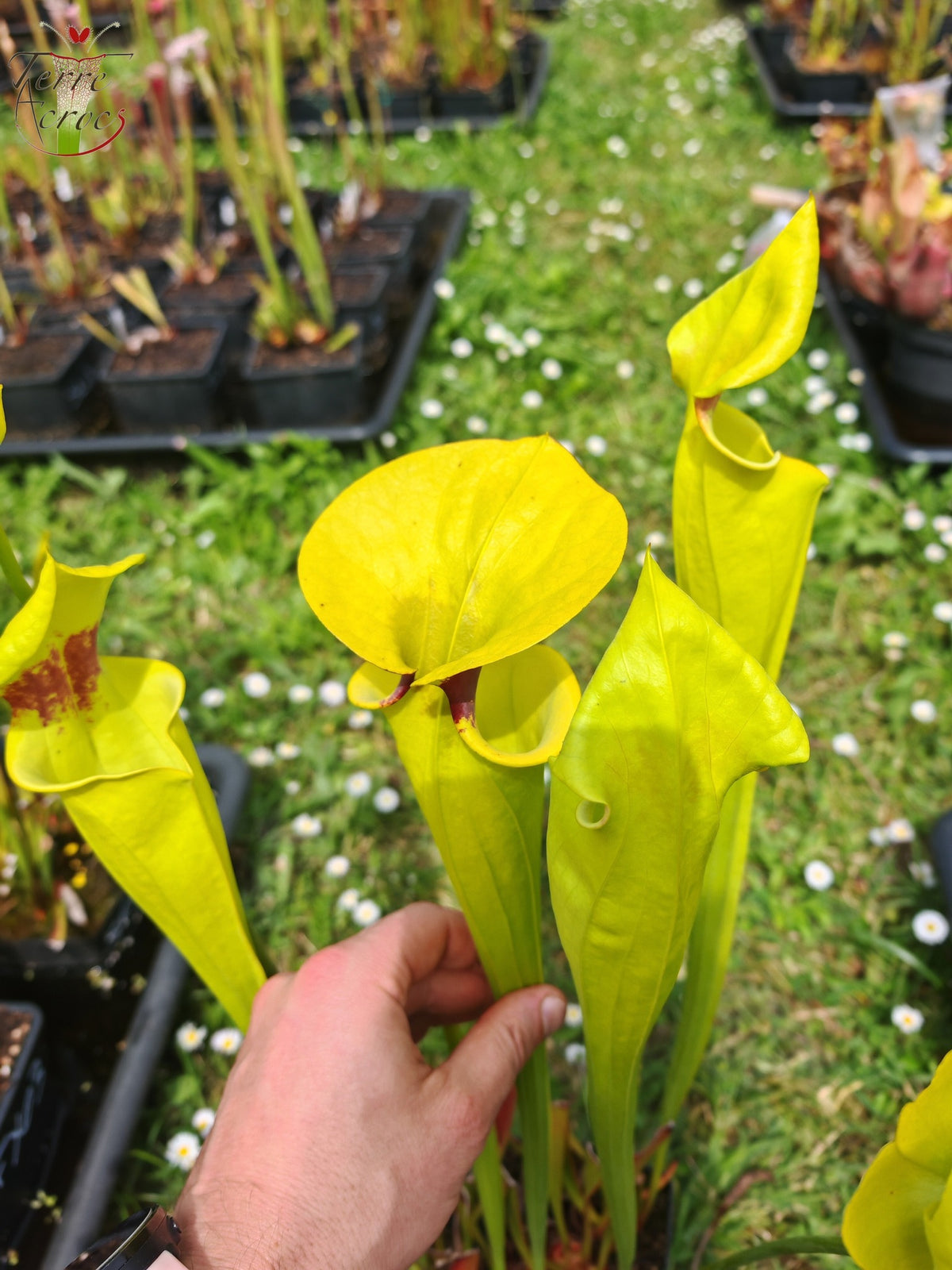 SFR02 Sarracenia flava var. rugelii – Giant Robust Clone (F18, MK)