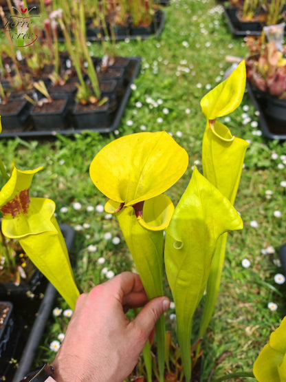 SFR02 Sarracenia flava var. rugelii – Giant Robust Clone (F18, MK)