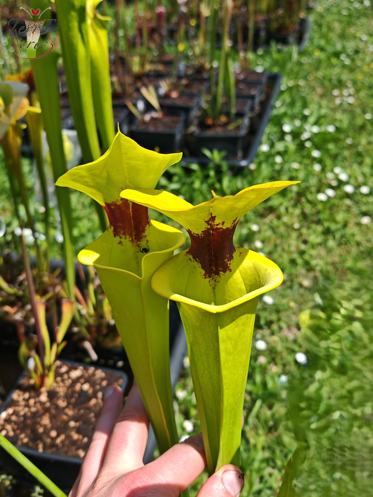 SFR02 Sarracenia flava var. rugelii – Giant Robust Clone (F18, MK)