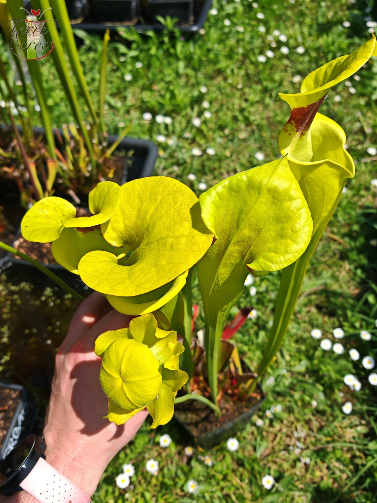 SFR02 Sarracenia flava var. rugelii – Giant Robust Clone (F18, MK)