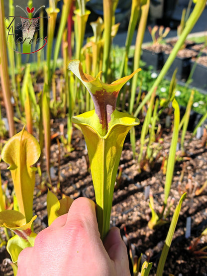 SFR03 Sarracenia flava var. rugelii – kupferfarben im frühen Wachstum, Milton, FL W (F17, MK)