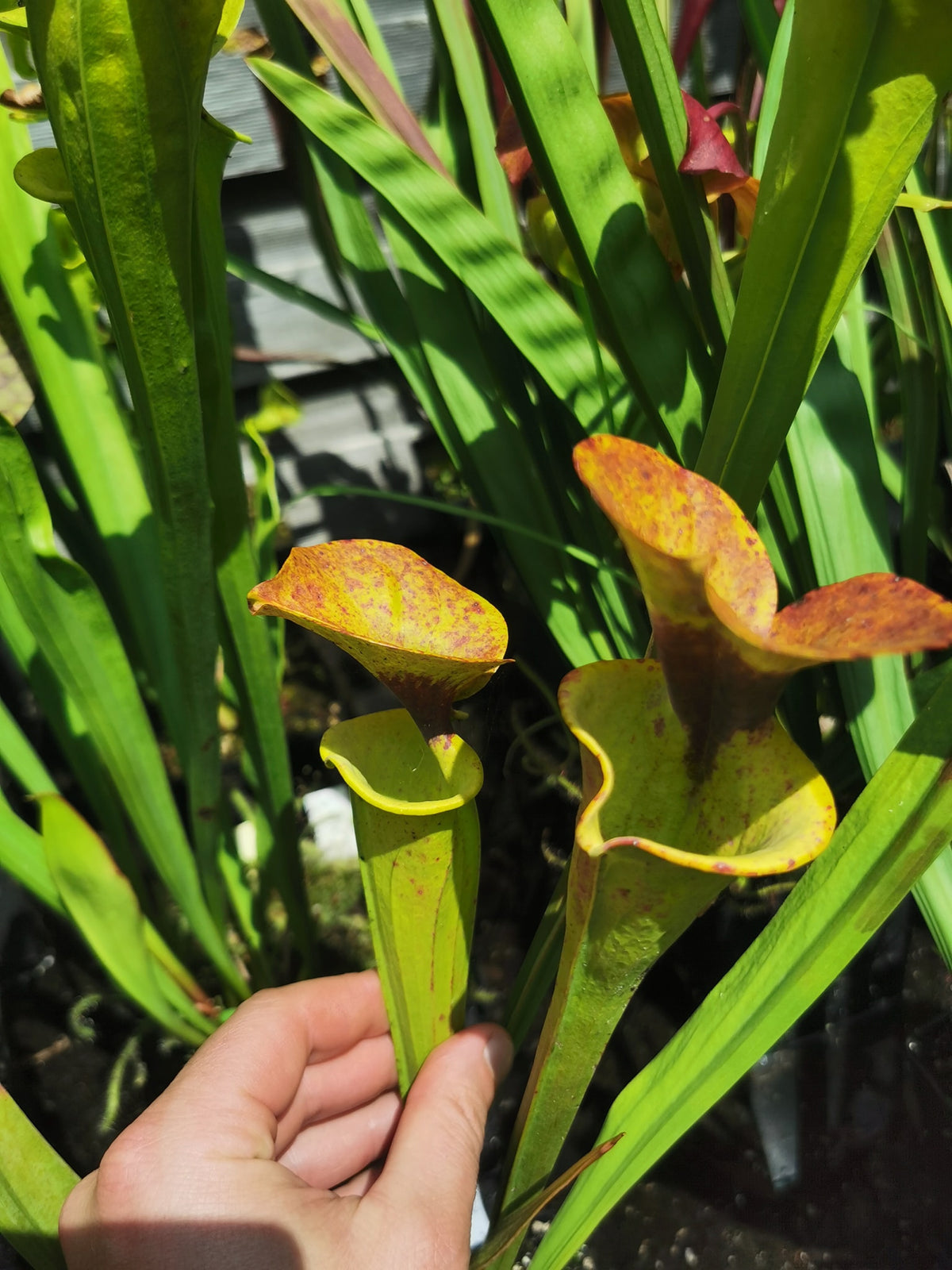 SFR03 Sarracenia flava var. rugelii – kupferfarben im frühen Wachstum, Milton, FL W (F17, MK)