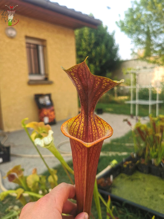 SFRB06 Sarracenia flava var. rubricorpora – Stark geädert (SF68, Aidan)