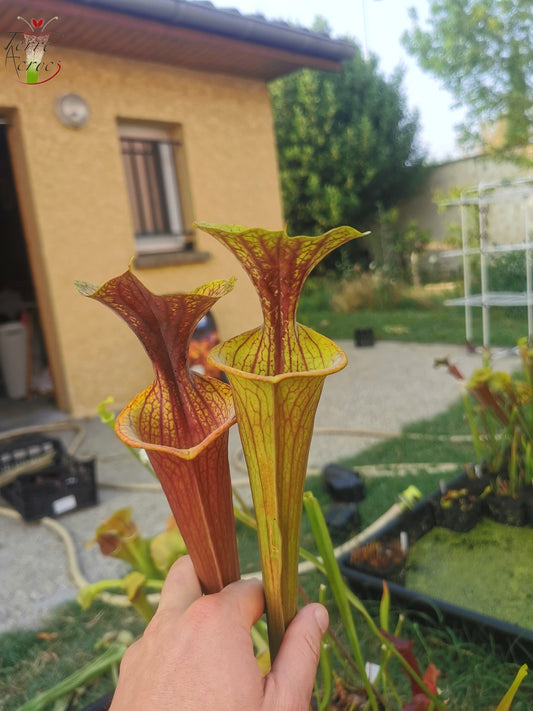 SFRB06 Sarracenia flava var. rubricorpora – Stark geädert (SF68, Aidan)
