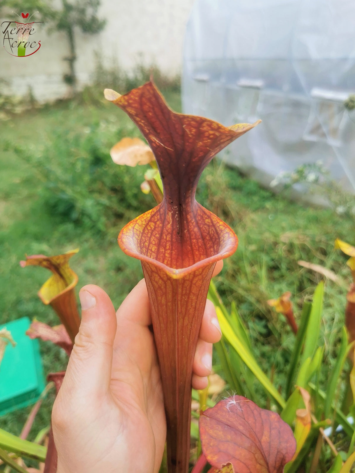 SFRB06 Sarracenia flava var. rubricorpora – Stark geädert (SF68, Aidan)