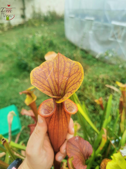 SFRB06 Sarracenia flava var. rubricorpora – Stark geädert (SF68, Aidan)