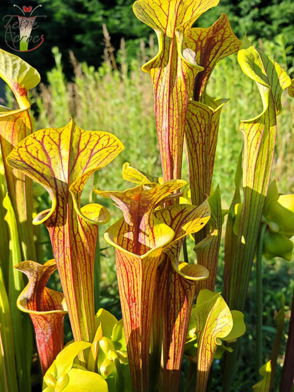 SFRB06 Sarracenia flava var. rubricorpora – Stark geädert (SF68, Aidan)