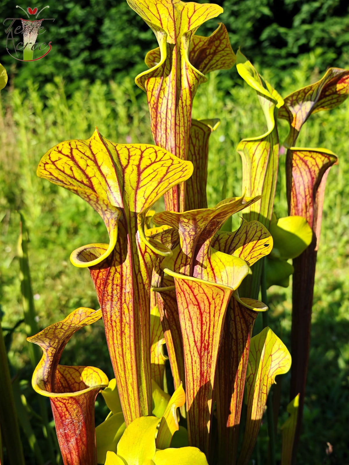 SFRB06 Sarracenia flava var. rubricorpora – Stark geädert (SF68, Aidan)